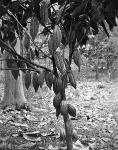 Kakaófa, Jamaica, 1905. alkotó: Adolphe Duperly and Son