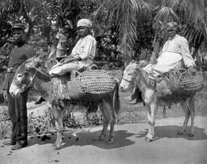 Be a börtönbe, Jamaica, 1905.