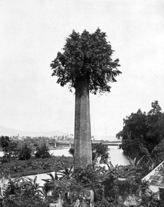 Régi cukortelep kéményéből kinőtt fa, Jamaica, c1905.