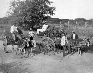 Fa szekerek, Jamaica, c1905. alkotó: Adolphe Duperly and Son