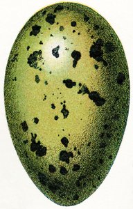 Egg of a Common Loon, 1923 alkotó: Adolphe Philippe Millot