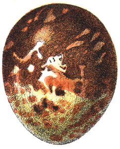 Mézes ölyv (Pernis apivorus) tojása, 1923 alkotó: Adolphe Philippe Millot