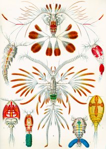 Copepods illusztráció, 1909 körül alkotó: Adolphe Philippe Millot