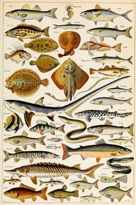 Illusztráció ehető halról, 1923 körül