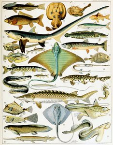 Illusztráció: Fish 1923 körül (litho)