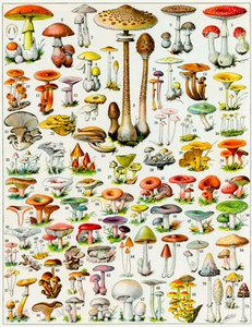Gomba illusztrációja 1923 körül