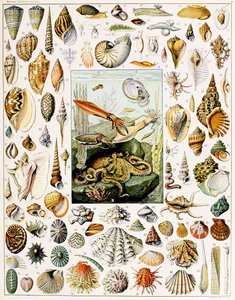 Illusztráció: Seashells 1923 körül alkotó: Adolphe Philippe Millot