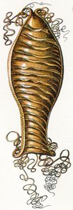 Macskacápa (Scyliorhinus) bordázott tojás, 1923 alkotó: Adolphe Philippe Millot