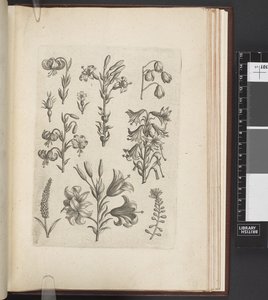 Illusztráció növényekről: „Florilegium ab Hadrianus Collaert celatum et a Philip. Kiadó: Galleau, Antwerpen alkotó: Adriaen (after) Collaert