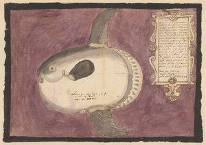 Tengeri naphal (Mola mola)