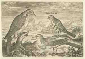 Három madár a tájban Avium Vivae (sorozat címe) Madarak (sorozat címe) alkotó: Adriaen Collaert