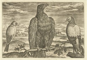 Három madár a tájban Avium Vivae (sorozat címe) Madarak (sorozat címe) alkotó: Adriaen Collaert