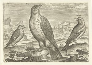 Három madár a tájban Madarak (sorozat címe) Avium vivae (sorozat címe) alkotó: Adriaen Collaert