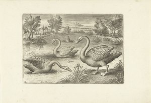 Három hattyú egy tóban Madarak (sorozat címe) Avium vivae (sorozat címe) alkotó: Adriaen Collaert