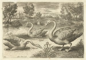 Három hattyú egy tóban Madarak (sorozat címe) Avium vivae (sorozat címe) alkotó: Adriaen Collaert