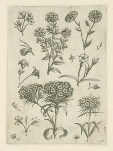 Édes Vilmos és más virágok Florilegium (sorozat címe) alkotó: Adriaen Collaert