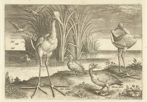 Néhány vízi madár a parton Madarak (sorozat címe) Avivm vivae (sorozat címe) alkotó: Adriaen Collaert