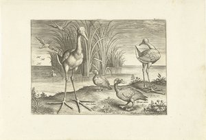 Néhány vízi madár a parton Madarak (sorozat címe) Avivm vivae (sorozat címe) alkotó: Adriaen Collaert