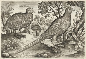  alkotó: Adriaen Collaert