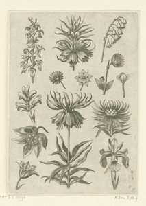 Császári korona, orchidea és gyöngyvirág Florilegium (sorozat címe) alkotó: Adriaen Collaert