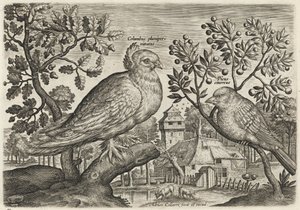  alkotó: Adriaen Collaert