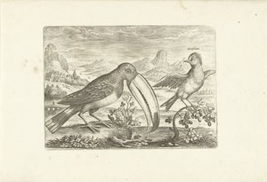 Két egzotikus madár a tájon Madarak (sorozat címe) Avium vivae (sorozat címe) alkotó: Adriaen Collaert