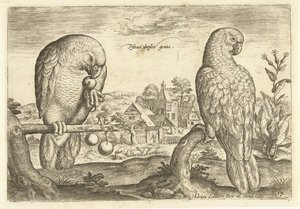 Két papagáj egy tájban Avium Vivae (sorozat címe) Madarak (sorozat címe) alkotó: Adriaen Collaert
