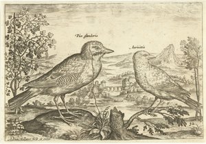 Két madár a tájban Madarak (sorozat címe) Avium Vivae (sorozat címe) alkotó: Adriaen Collaert