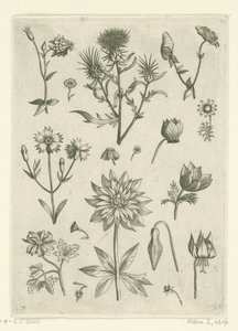 Különböző virágok, köztük a columbine és a ciklámen Florilegium (sorozat címe) alkotó: Adriaen Collaert