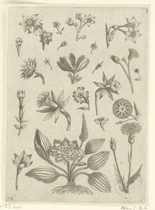 Különféle virágok, köztük trombita nárcisz Florilegium (sorozat címe) alkotó: Adriaen Collaert