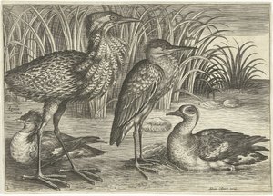Négy gázlómadár egy folyóparton Madarak (sorozat címe) Avivm vivae (sorozat címe) alkotó: Adriaen Collaert