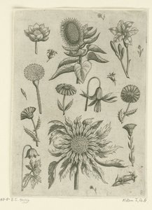 Napraforgó és egyéb virágok. Florilegium (sorozat címe) alkotó: Adriaen Collaert