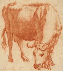 Egy tehén legel, 1663 körül (vörös kréta rajz)