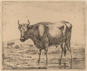 Bika állt a vízben alkotó: Adriaen van de Velde