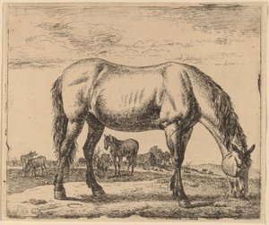 Legelő ló alkotó: Adriaen van de Velde
