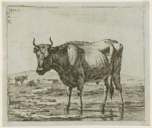 Vízben álló bika, a „Különféle állatok” sorozat 6. lapja alkotó: Adriaen van de Velde