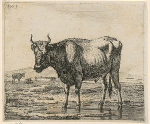 Vízben álló bika, a „Különféle állatok” sorozat 6. lapja alkotó: Adriaen van de Velde