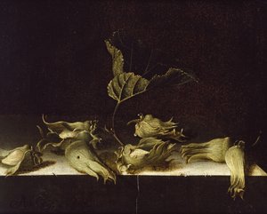 Csendélet mogyoróval, 1696 (olaj, papír)