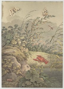 Vízdarab rákkal, pillangókkal, szitakötőkkel és homoktövissel, c. 1800.