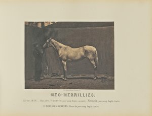 Meg-Merrillies