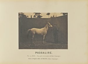 Pascaline