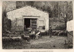A birkakereskedelem, a gazdaság minden alkalmazottja ebben a feladatban volt, fiú, szolga, a pásztor felügyelete mellett, A.Marie rajza alapján metszett, Roquefortba és környékére utazást illusztrálva, Adrien Roques és Jules Charton, alkotó: Adrien Emmanuel Marie