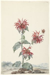 Vörös bergamott a tájban alkotó: Aert Schouman (signed by artist)