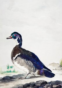 Egy kacsa alkotó: Aert Schouman