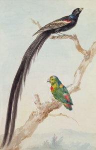 Egy hosszúfarkú özvegymadár és egy kék koronás függő papagáj, 1783 (kréta, wc és ceruza papíron) alkotó: Aert Schouman