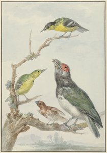 Négy különböző madár egy ágon alkotó: Aert Schouman