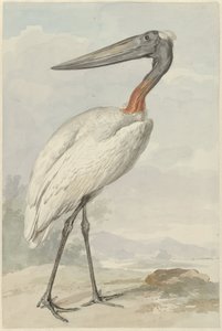 Jabiroe (Jabiroe mycteria) alkotó: Aert Schouman