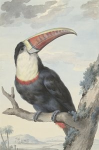 Vöröscsőrű tukán, 1748