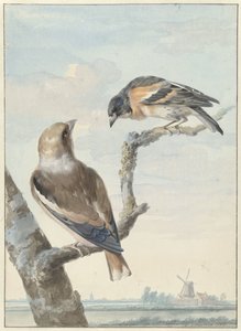 Két madár: egy galagonya (Coccothraustes coccothraustes) és egy hal (Fringilla montifringilla) alkotó: Aert Schouman