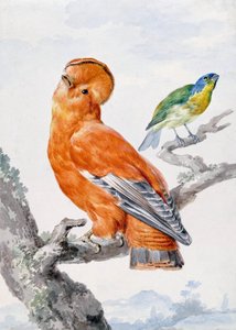 Két egzotikus madár alkotó: Aert Schouman